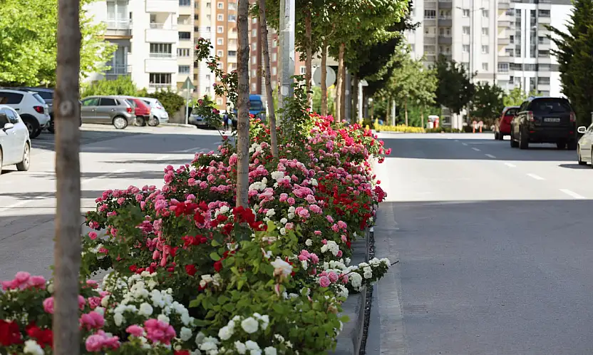 Talas'ta Çiçek Yılının Gözdesi Güller Oldu